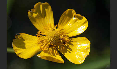 Zungen-Hahnenfuß (Ranunculus lingua)