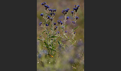 Acker-Krummhals (Anchusa arvensis)