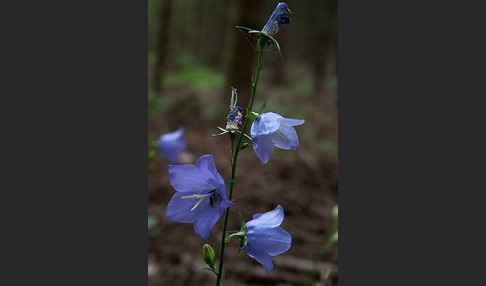 Rundblättrige Glockenblume (Campanula rotundifolia)