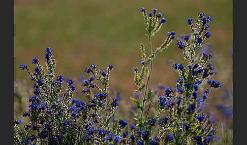 Acker-Krummhals (Anchusa arvensis)