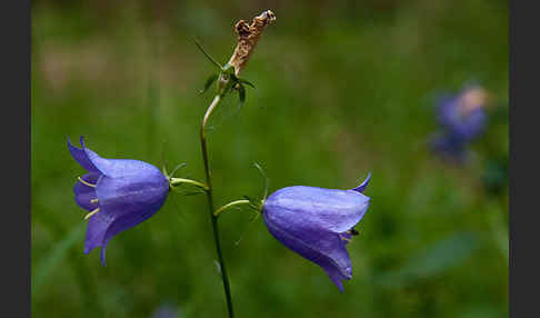 Rundblättrige Glockenblume (Campanula rotundifolia)