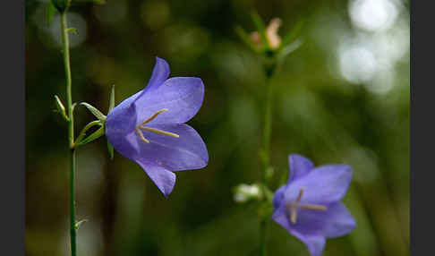 Rundblättrige Glockenblume (Campanula rotundifolia)