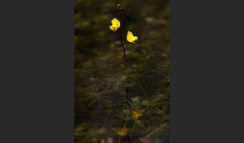 Verkannter Wasserschlauch (Utricularia australis)