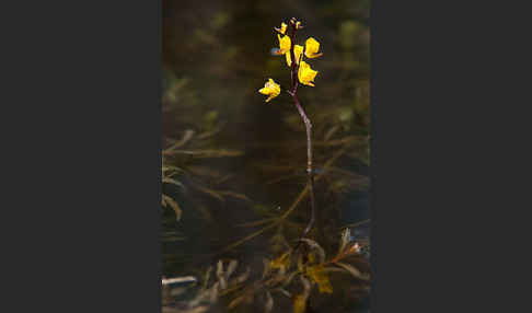 Verkannter Wasserschlauch (Utricularia australis)