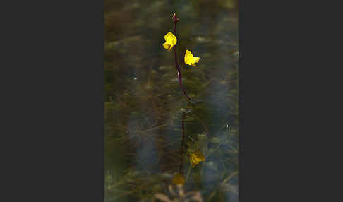 Verkannter Wasserschlauch (Utricularia australis)