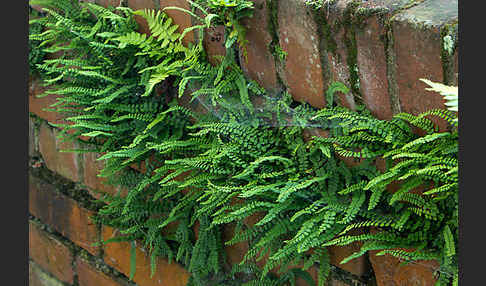 Brauner Streifenfarn (Asplenium trichomanes)