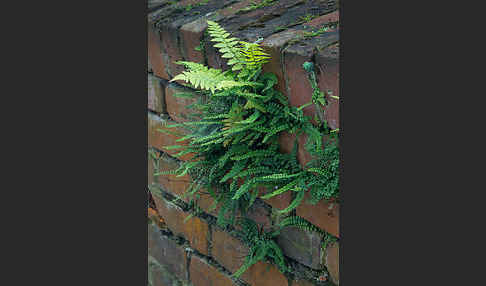 Brauner Streifenfarn (Asplenium trichomanes)