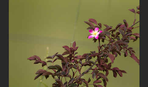Blaugrüne Rose (Rosa glauca)