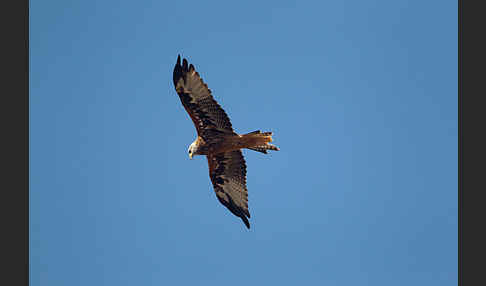 Rotmilan (Milvus milvus)