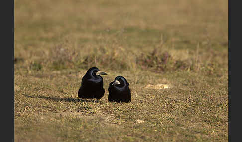 Saatkrähe (Corvus frugilegus)