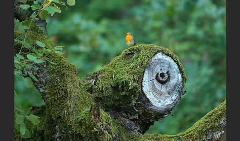 Rotkehlchen (Erithacus rubecula)