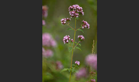 Wilder Dost (Origanum vulgare)