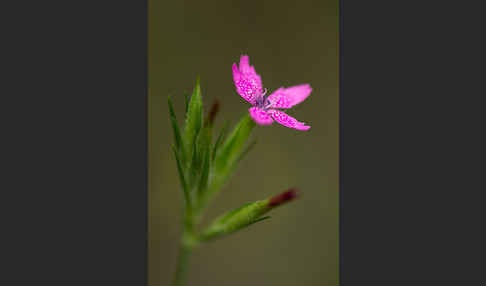 Rauhe Nelke (Dianthus armeria)