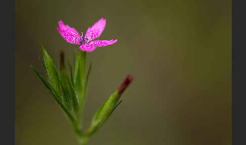 Rauhe Nelke (Dianthus armeria)