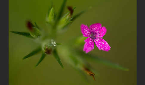 Rauhe Nelke (Dianthus armeria)