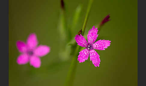 Rauhe Nelke (Dianthus armeria)