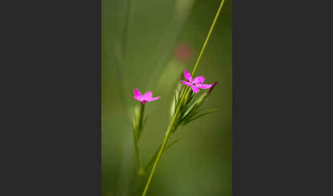 Rauhe Nelke (Dianthus armeria)