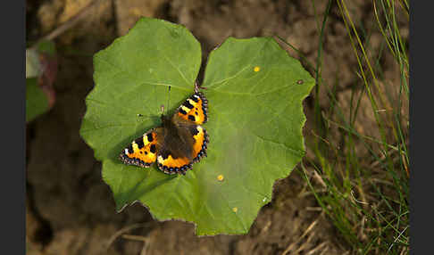 Kleiner Fuchs (Aglais urticae)