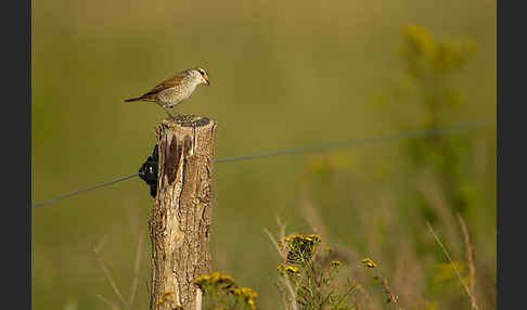 Neuntöter (Lanius collurio)