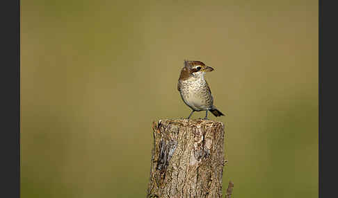 Neuntöter (Lanius collurio)