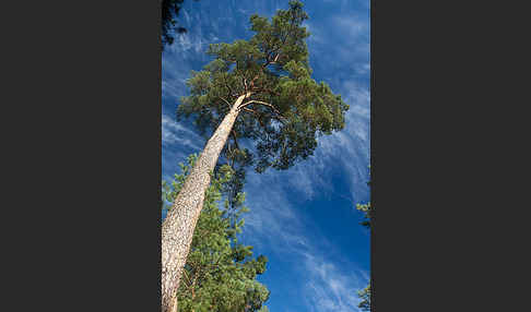 Wald-Kiefer (Pinus sylvestris)