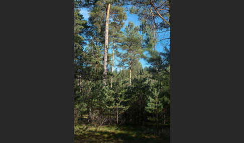Wald-Kiefer (Pinus sylvestris)