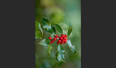 Stechpalme (Ilex aquifolium)