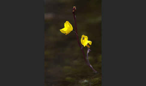 Verkannter Wasserschlauch (Utricularia australis)