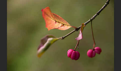 Europäisches Pfaffenhütchen (Euonymus europaea)