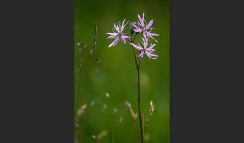 Kuckucks-Lichtnelke (Lychnis flos-cuculi)