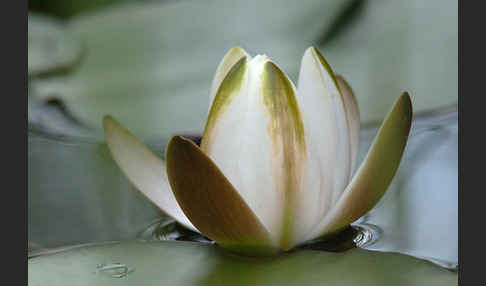 Weiße Seerose (Nymphaea alba)