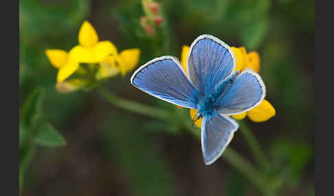 Gemeiner Bläuling (Polyommatus icarus)