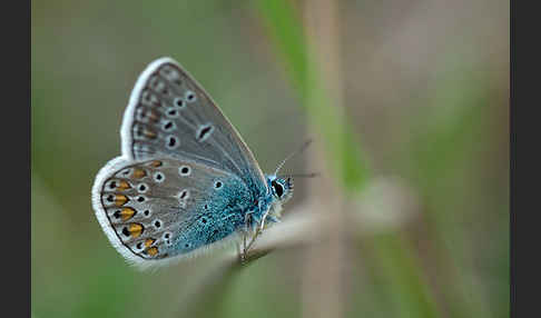 Gemeiner Bläuling (Polyommatus icarus)