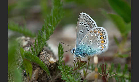 Gemeiner Bläuling (Polyommatus icarus)