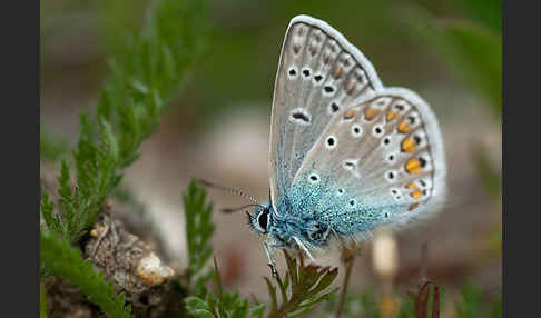 Gemeiner Bläuling (Polyommatus icarus)