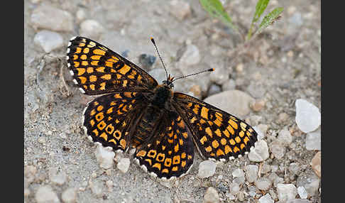 Gemeiner Scheckenfalter (Melitaea cinxia)