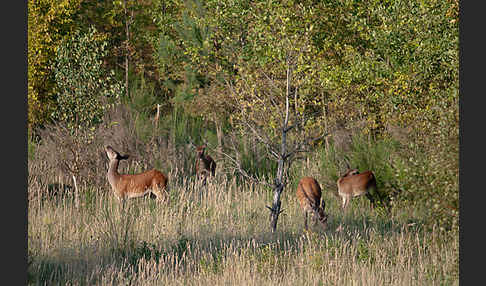 Rotwild (Cervus elaphus)