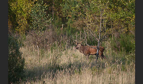 Rotwild (Cervus elaphus)