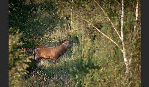 Rotwild (Cervus elaphus)