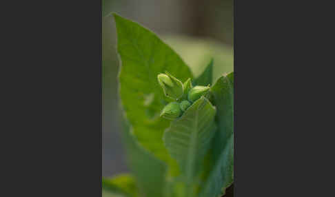 Tabak (Nicotiana)