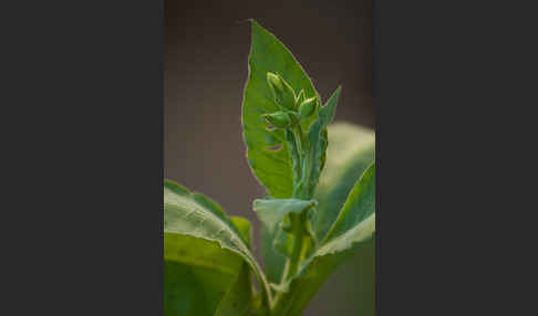 Tabak (Nicotiana)