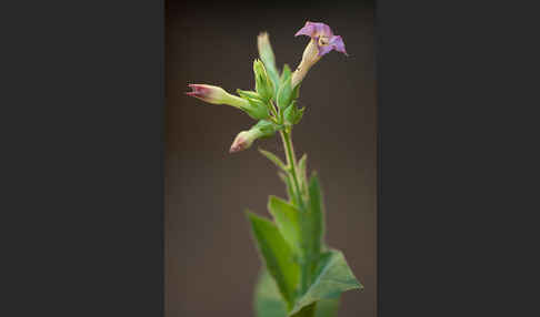 Tabak (Nicotiana)