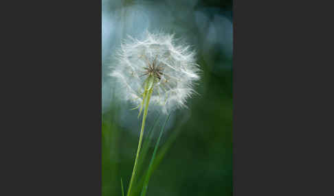 Wiesen-Bocksbart (Tragopogon pratensis)