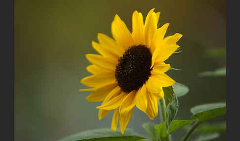 Gewöhnliche Sonnenblume (Helianthus annuus)