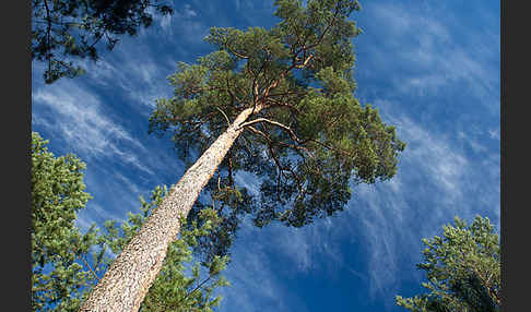 Wald-Kiefer (Pinus sylvestris)