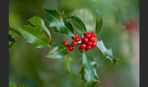 Stechpalme (Ilex aquifolium)