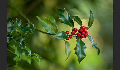 Stechpalme (Ilex aquifolium)