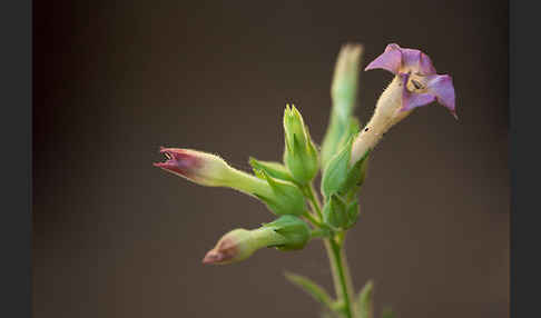 Tabak (Nicotiana)