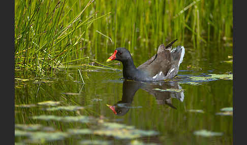 Teichralle (Gallinula chloropus)