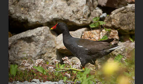 Teichralle (Gallinula chloropus)